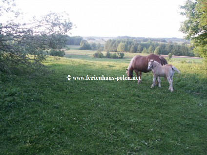 � www.ferienhaus-polen.net