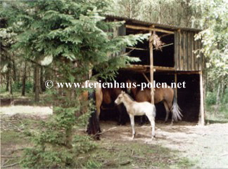 Ferienhaus Polen-Ferienhaus Ostoja in Kaschubei / Polen