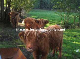 Ferienhaus Polen-Ferienhaus Ostoja in Kaschubei / Polen