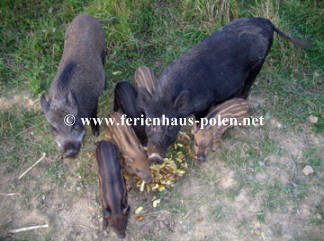 Ferienhaus Polen-Ferienhaus Ostoja in Kaschubei / Polen