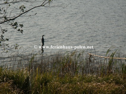 Ferienhaus Polen-Ferienhaus Ostoja in Kaschubei / Polen