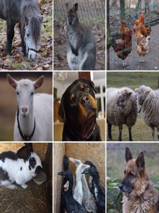 Ferienhof Panderossa Polen (11)