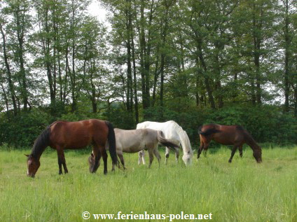 Ferienhaus Polen-Ferienhaus Gusthof Jagienki nhe Miedzyzdroje (Misdroy) an der Ostsee/Polen