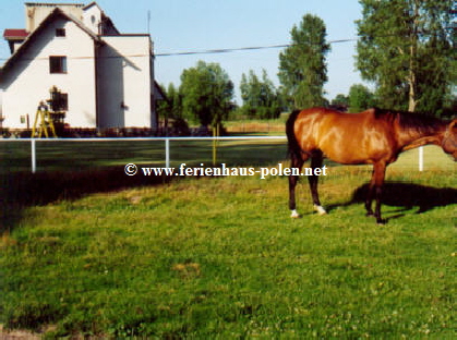 Ferienhaus Polen - Ferienhaus  Carolina in Swinoujscie (Swinem�nde) an der Ostsee /Polen