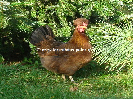 Ferienhaus Polen - Ferienhaus Warnowo an der Ostssee