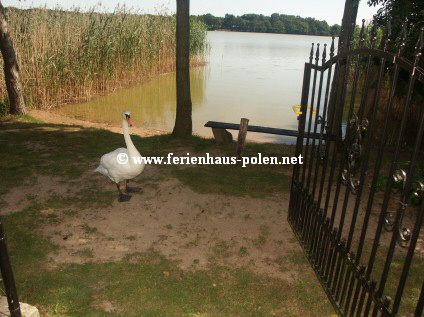 Ferienhaus Polen - Ferienhaus Levante in Zolwino an der Ostsee / Polen